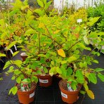 Muchovník (Amelanchier) ´PRINCESS DIANA´ - výška 50-70 cm, kont C2L